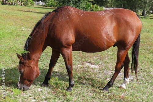Red thoroughbred horse grazing on grass in Florida farm