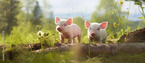Two baby pigs on a Swedish pigfarm in Dalarna. photo