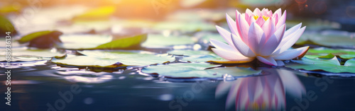 Lotus flower blooming in the pond with sunlight. Soft focus