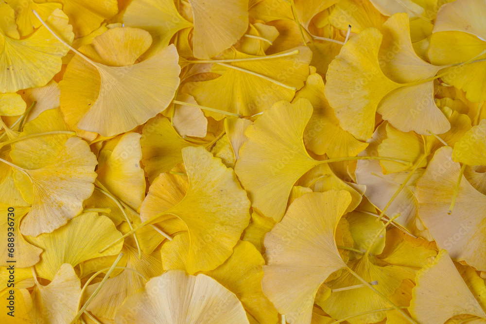 yellow ginkgo leaves as design background yellow ginkgo leaves as design background