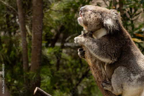 Tableau sur toile The Koala (Phascularctos cinereous) is an arboreal herbivorous marsupial native to Australia