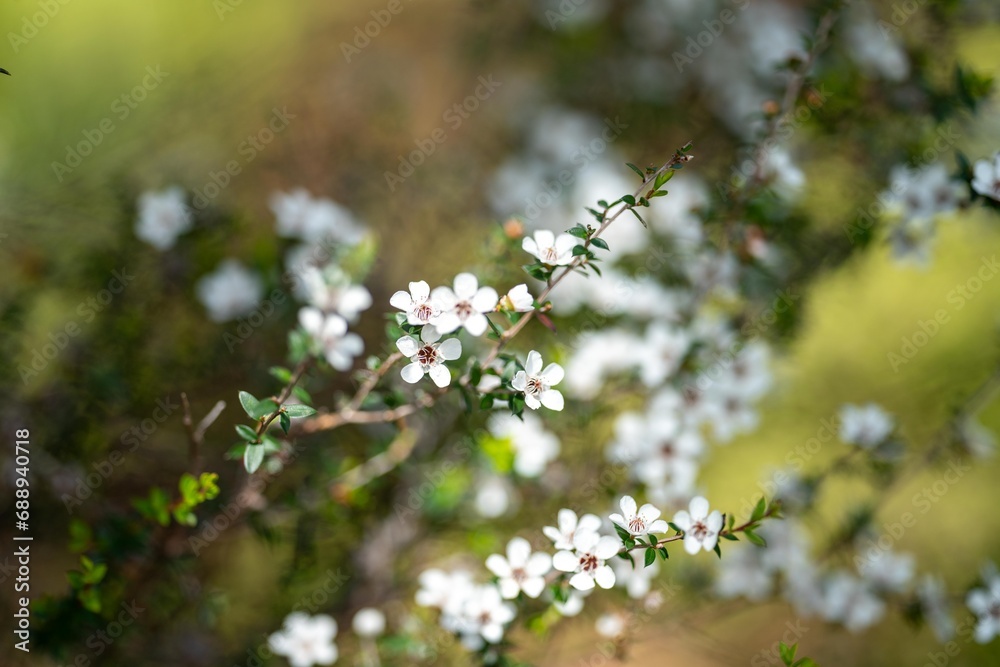 native white flowers on a tea tree plant in the bush in tasmania australia native white flowers on a tea tree plant in the bush in tasmania australia