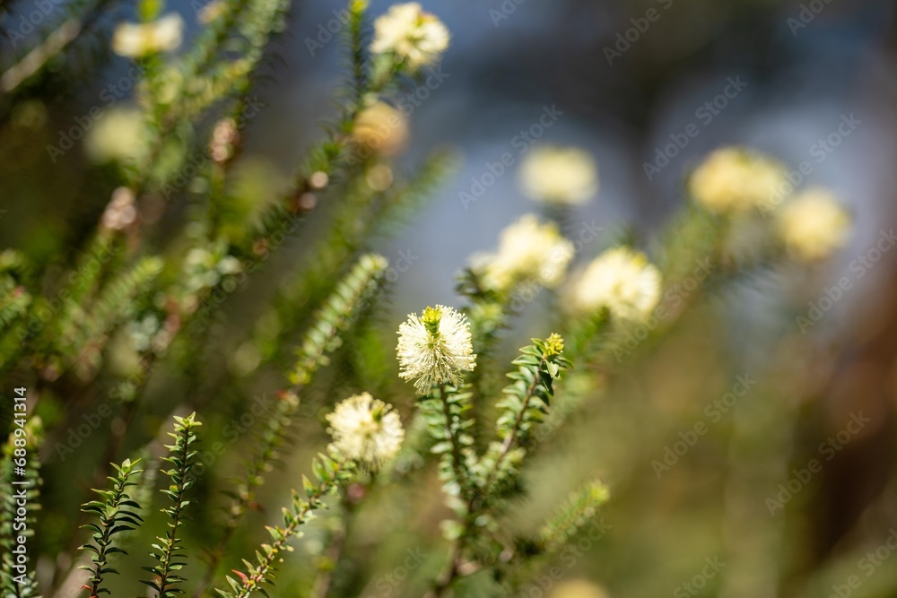 native yellow flowers on a Melaleucas plant in the bush in tasmania australia.