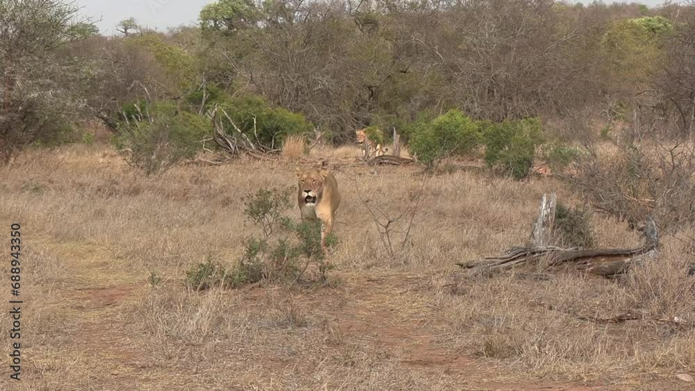 Two lionesses walk straight towards us through the savanna grass. Two lionesses walk straight towards us through the savanna grass.