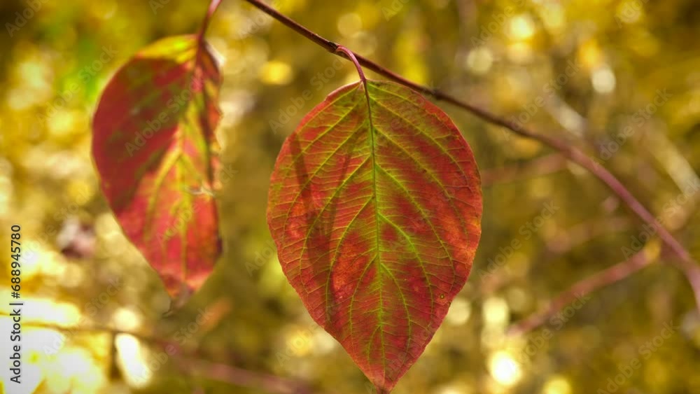 Autumn Leaves Hanging On A Tree Branch During Sunny Day. Close Up