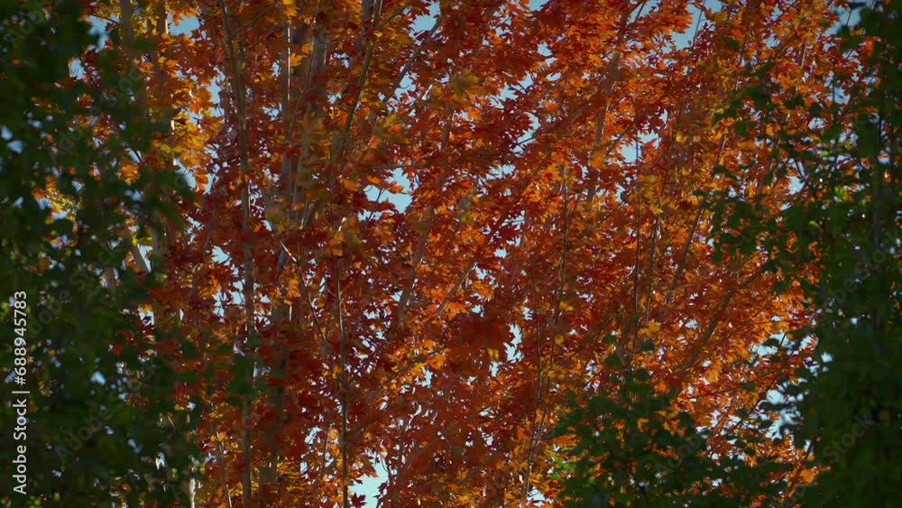 Wind Blowing Over Autumn Trees During Daytime. Slow Motion, Zoom In Wind Blowing Over Autumn Trees During Daytime. Slow Motion, Zoom In