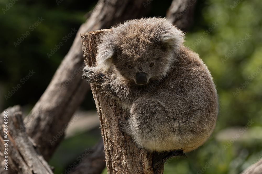 Obraz premium A Baby Koala (phascolarctos cinereus) - known as a Joey.