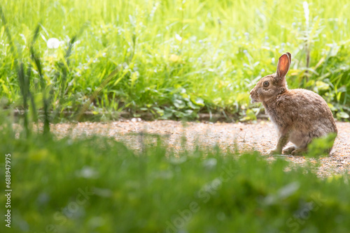 rabbit  © scott