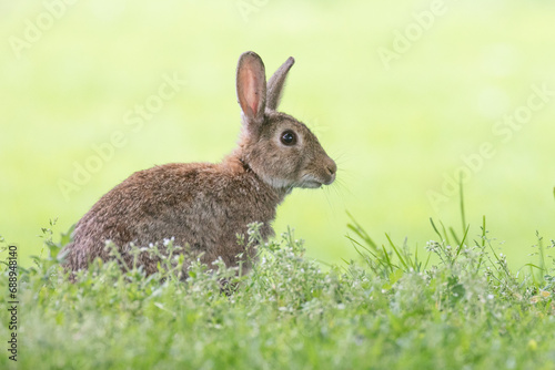 rabbit in the meadow 