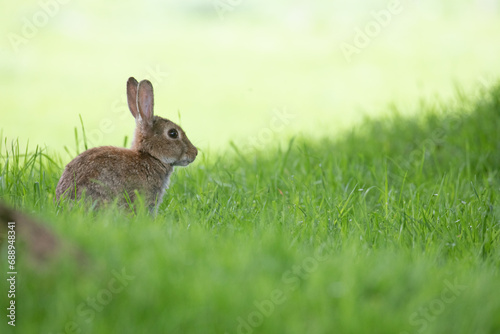 wild rabbit © scott