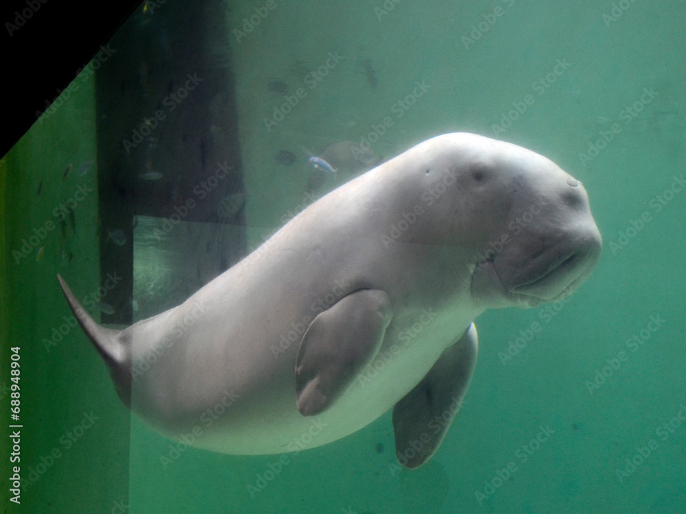Naklejka premium ジュゴン