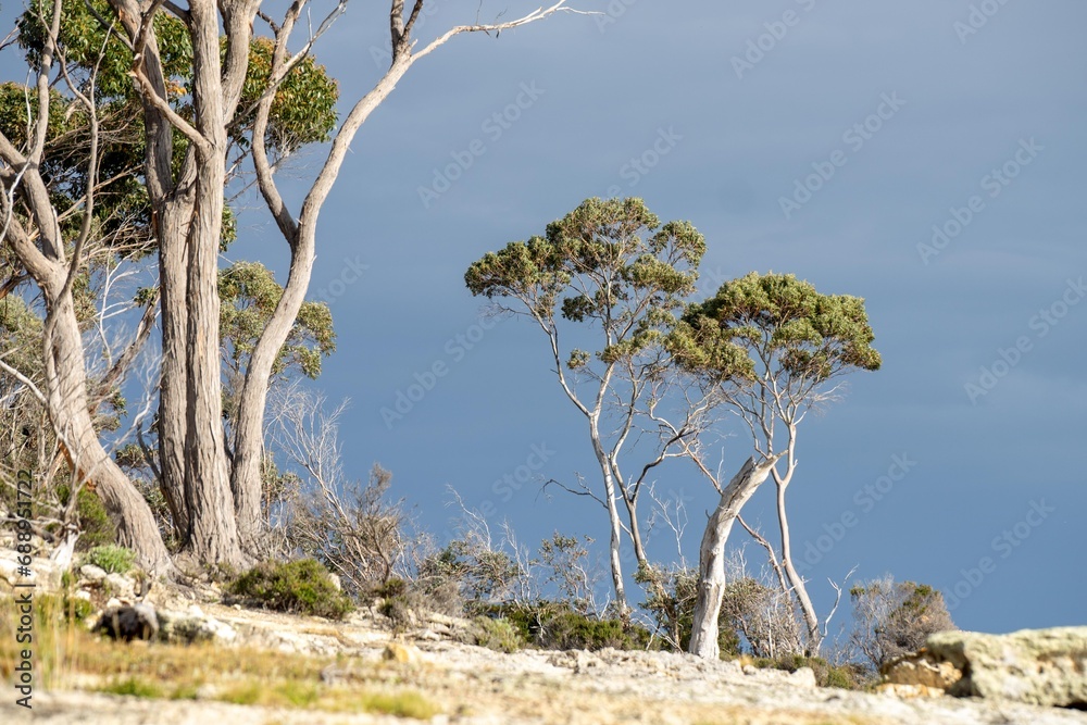 red gum eucalyptus trees growing next to the ocean and beach in tasmania australia