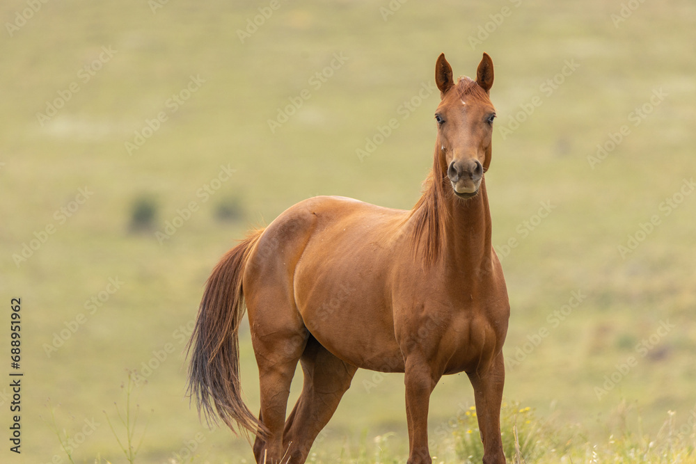 Wild horses grazing in a field in South Africa. These are undomesticated horses and the wind can be seen blowing through their manes and tails Wild horses grazing in a field in South Africa. These are undomesticated horses and the wind can be seen blowing through their manes and tails