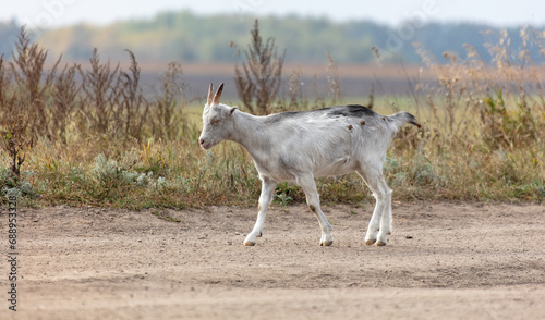 Fototapeta Naklejka Na Ścianę i Meble -  A goat walks along a dirt road to a pasture