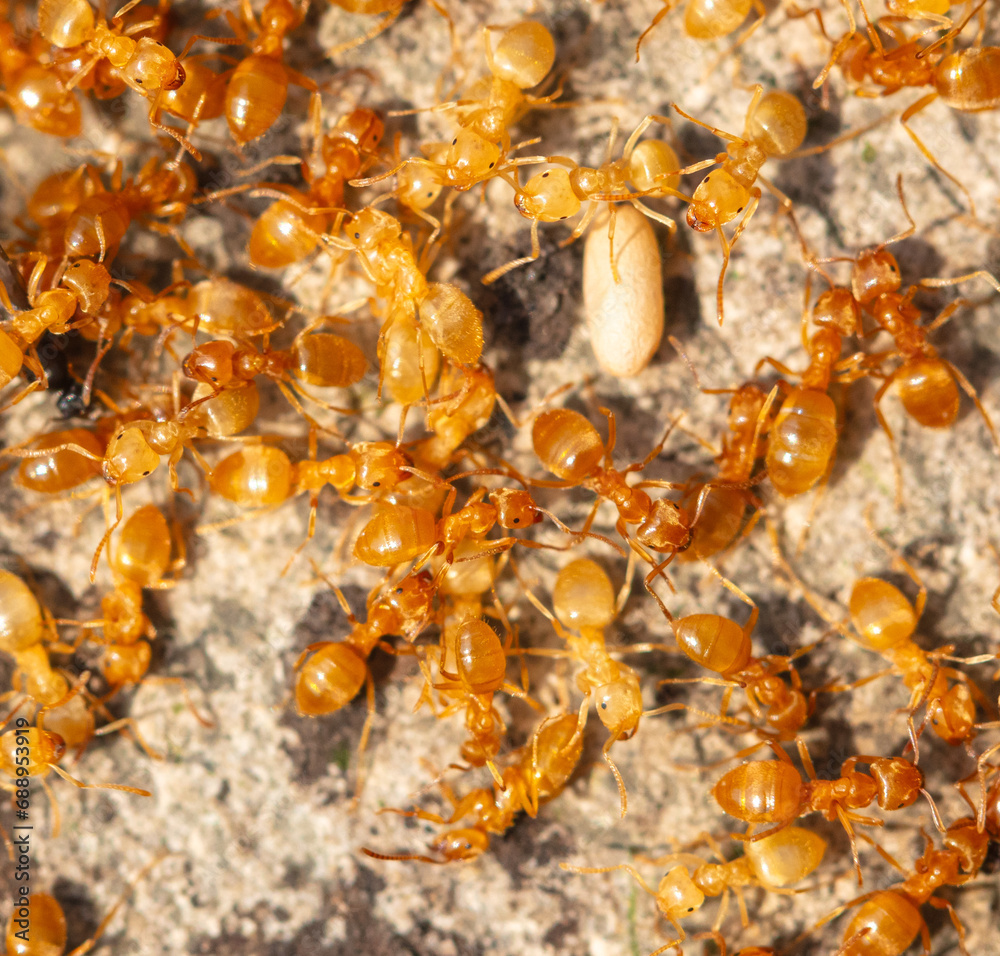 Yellow ants on the ground. Close-up