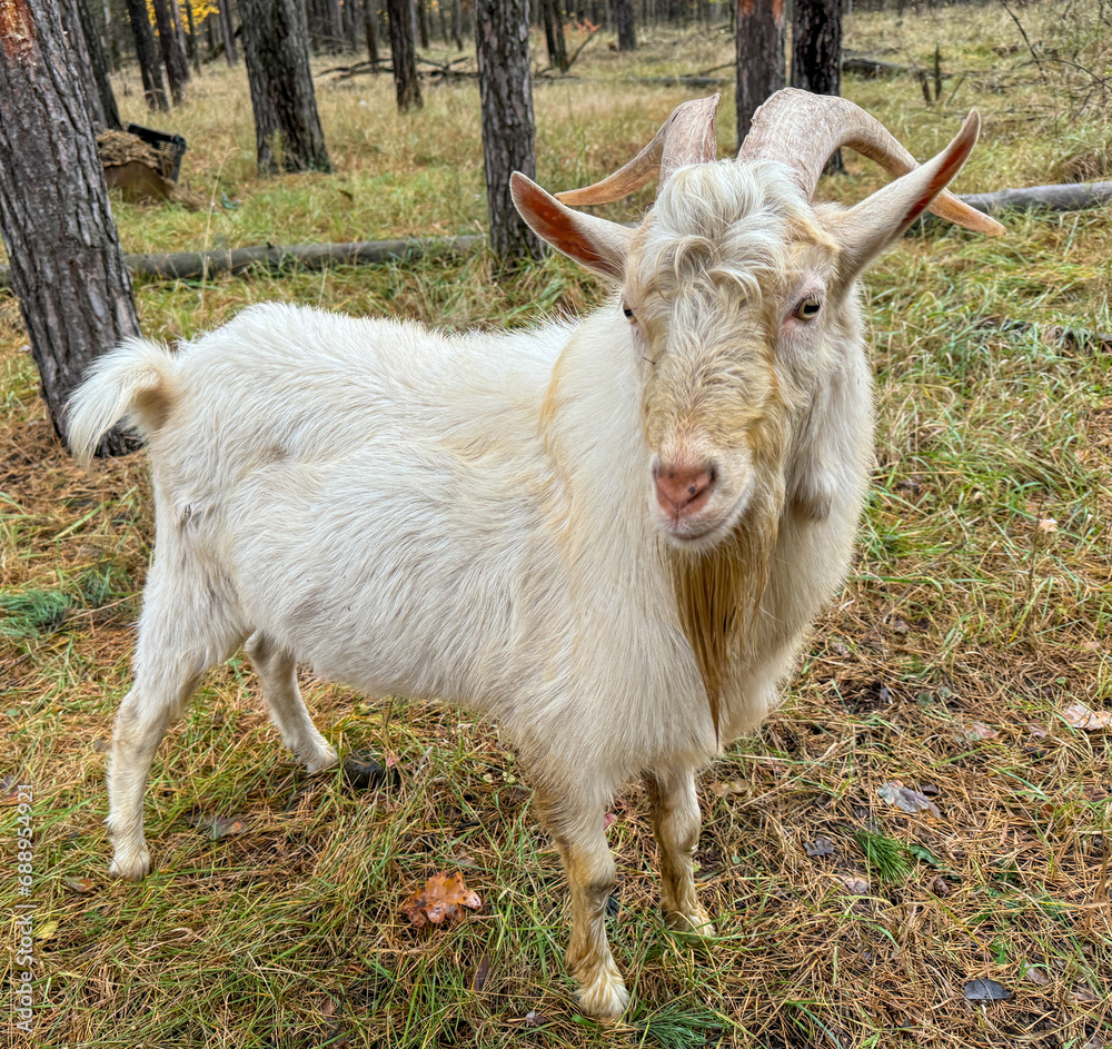 Fototapeta premium Portrait of a white goat in the forest