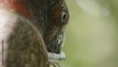 Close Up Of A Kaka Parrot Eating Food photo