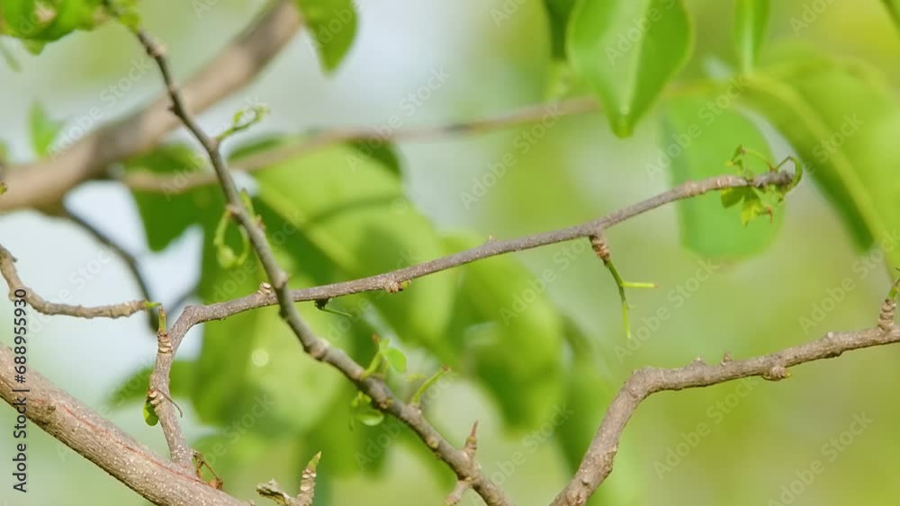 Blue tailed Emerald hummingbird preens feathers perched on small branch Blue tailed Emerald hummingbird preens feathers perched on small branch