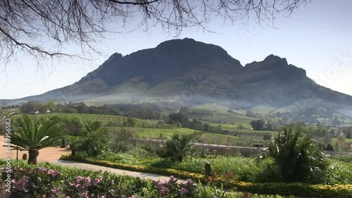 Winelands in the Stellenbosch district photo