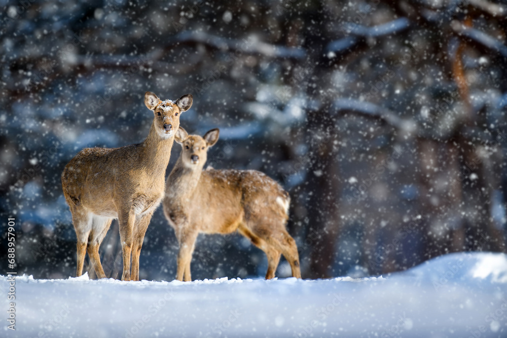 Two roe deers in the winter forest цшер snowfall. Animal in natural habitat Two roe deers in the winter forest цшер snowfall. Animal in natural habitat
