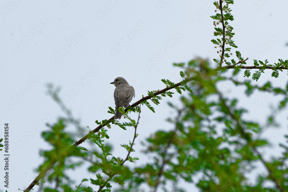 Obraz premium Gray Flycatcher on the tree
