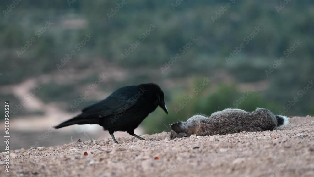 carrion crow devouring the eyes of the wild rabbit carrion crow devouring the eyes of the wild rabbit