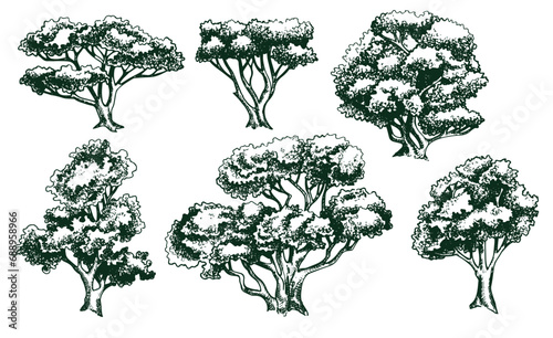 vector drawing set of trees in engraving style. vintage tree illustration  black and white sketch