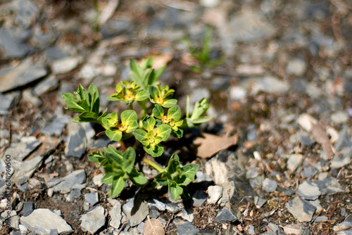 A Plant on Dry Land 