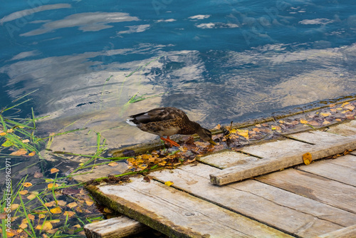 A duck at the River Una near near Lohovo in the Una National Park. Una-Sana Canton, Federation of Bosnia and Herzegovina. Early September