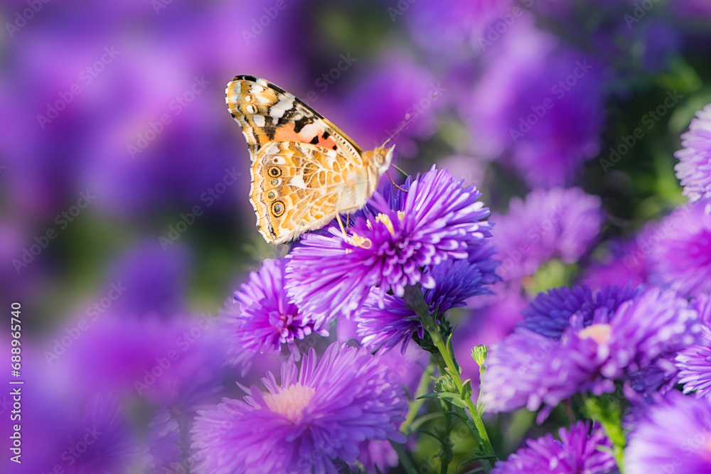 Dutch chrysanthemums and various butterflies in the park Dutch chrysanthemums and various butterflies in the park