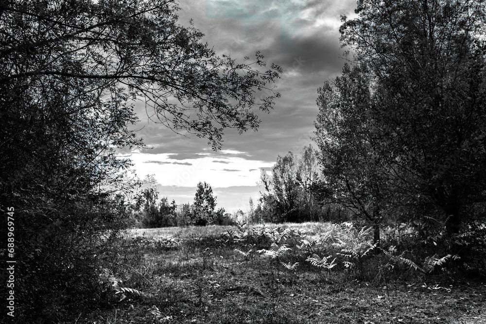 Paysage en noir et blanc du Parc de la Lère à Caussade avec des fougères en premier plan et un Paysage en noir et blanc du Parc de la Lère à Caussade avec des fougères en premier plan et un