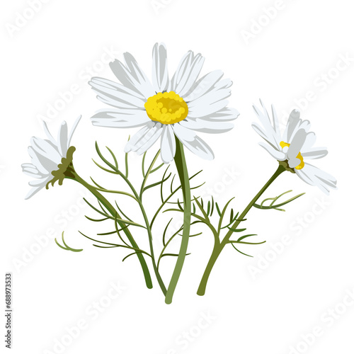Colorful hand drawn sketch. Matricaria Chamomilla. Set of elements on a white background. Medical herb and spice. 
