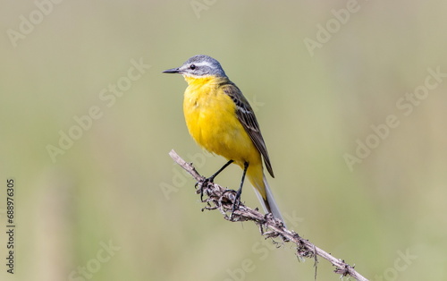 yellow billed kingfisher © lazalnik