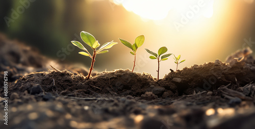 sprout in the ground, plant in the soil, plant in the ground, 