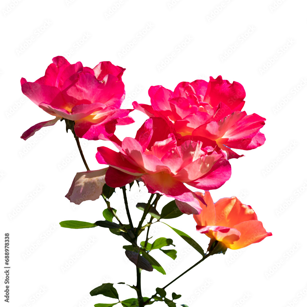 Fototapeta premium Pink garden rose on branch isolated on white background