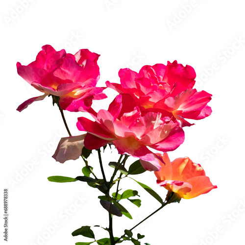 Pink garden rose on branch isolated on white background
