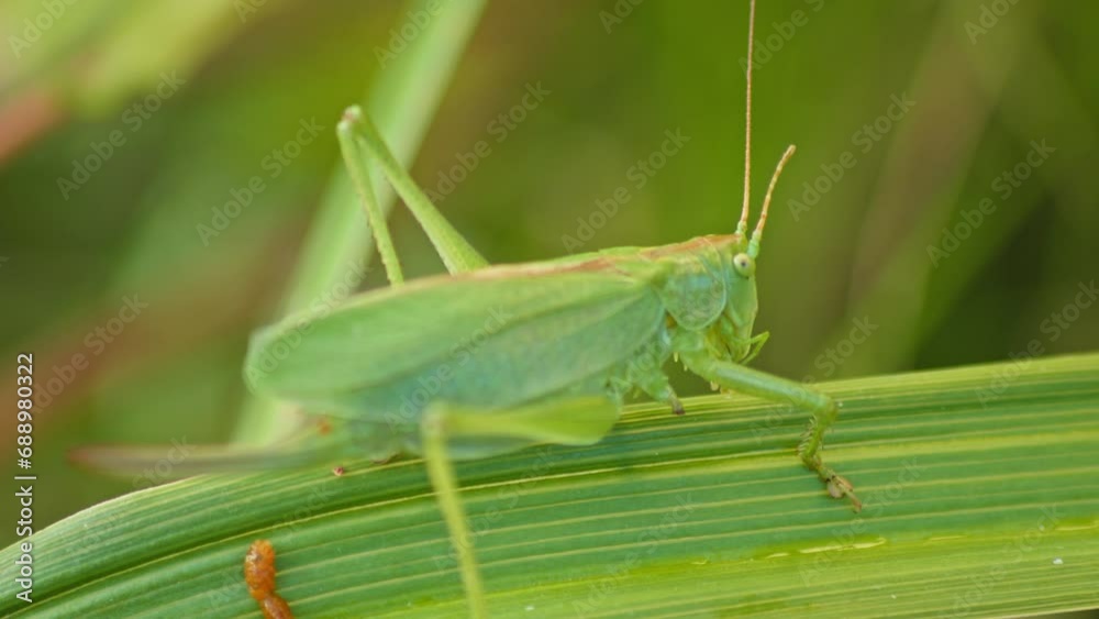 camouflaged green Grasshopper On Green Plant Leaf. close-up camouflaged green Grasshopper On Green Plant Leaf. close-up