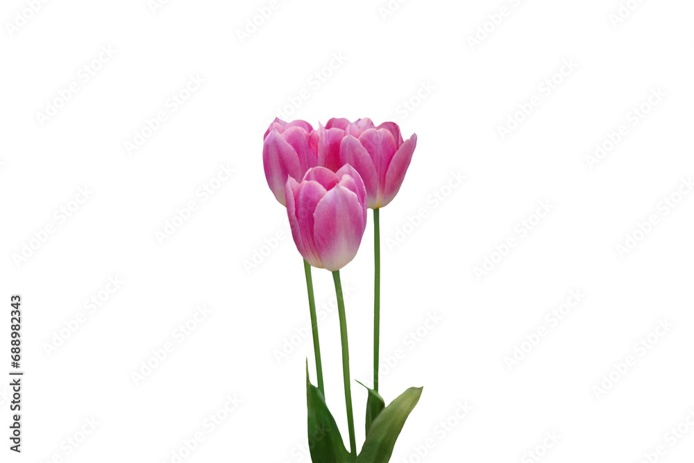 Close-up of pink tulips isolated on transparent background png file. Close-up of pink tulips isolated on transparent background png file.
