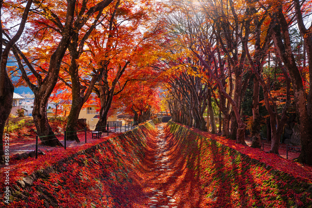 Autumn forest red maple leaf. Momiji kairo festival, the most famouse autumn festival Kawaguchiko lake, Japan. - obrazy, fototapety, plakaty 
