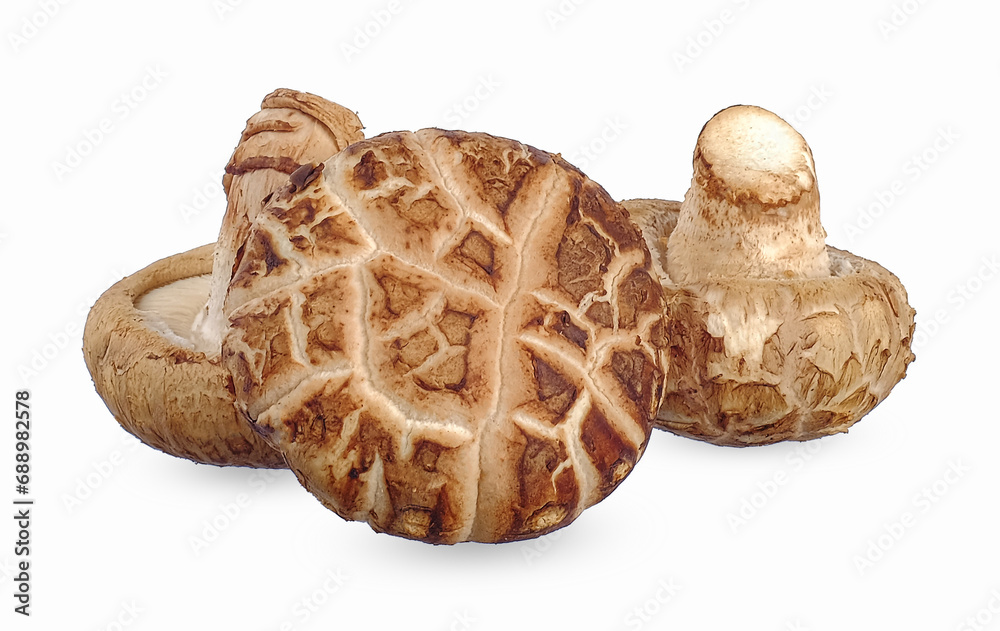 Shiitake mushrooms isolated on white background Shiitake mushrooms isolated on white background