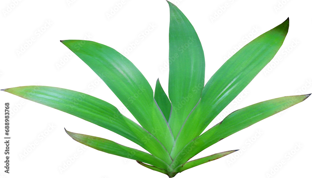 green lily leaf on transparent background png file green lily leaf on transparent background png file