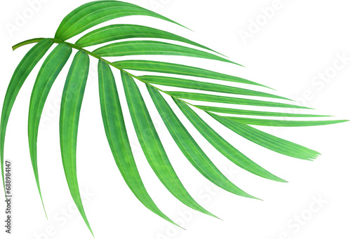 tropical nature green palm leaf on transparent background png file photo