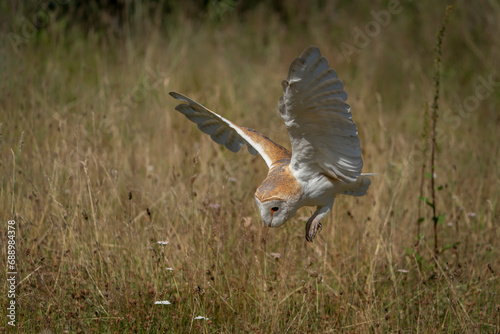 Beautiful Barn owl  Tyto alba  diving towards prey. Hunting barn owl at sunset. Noord Brabant in the Netherlands.                     