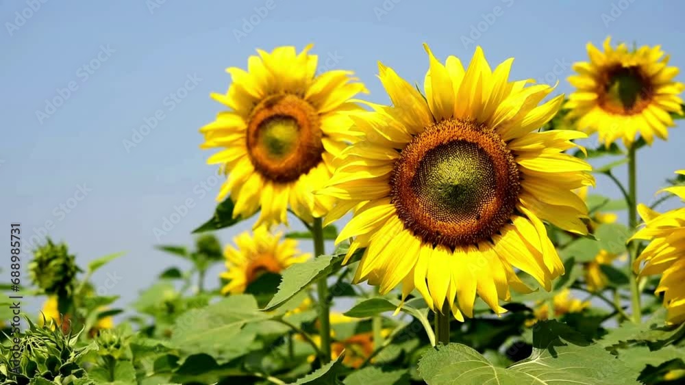A closeup shot of beautiful sunflowers waving in the field in a windy weather shot A closeup shot of beautiful sunflowers waving in the field in a windy weather shot