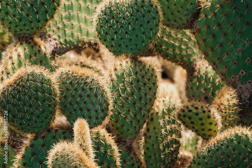 A close-up image showcasing the intricate texture of a cactus with dense spines