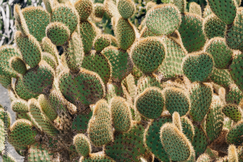 A cluster of prickly pear cacti with their characteristic spiny pads in bright sunlight photo