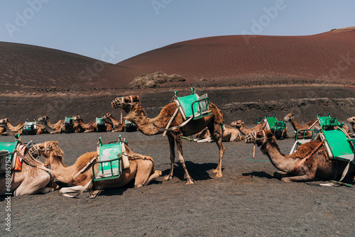 Camels with green saddles ready for riders against a backdrop of a volcanic landscape in Lanzarote photo