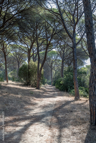 Fototapeta Naklejka Na Ścianę i Meble -  maritime pines cast their shadow on path in pine grove, near Marina di Alberese, Italy