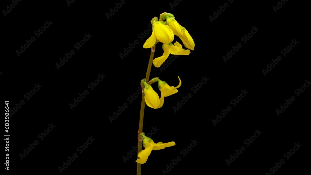 Time-lapse of opening yellow Forsythia flower. Flower Forsythia blooming on black background.