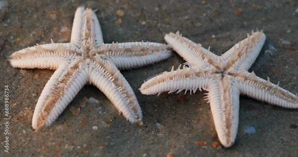 starfish move their tentacles on the sandy shore of the sea beach starfish move their tentacles on the sandy shore of the sea beach